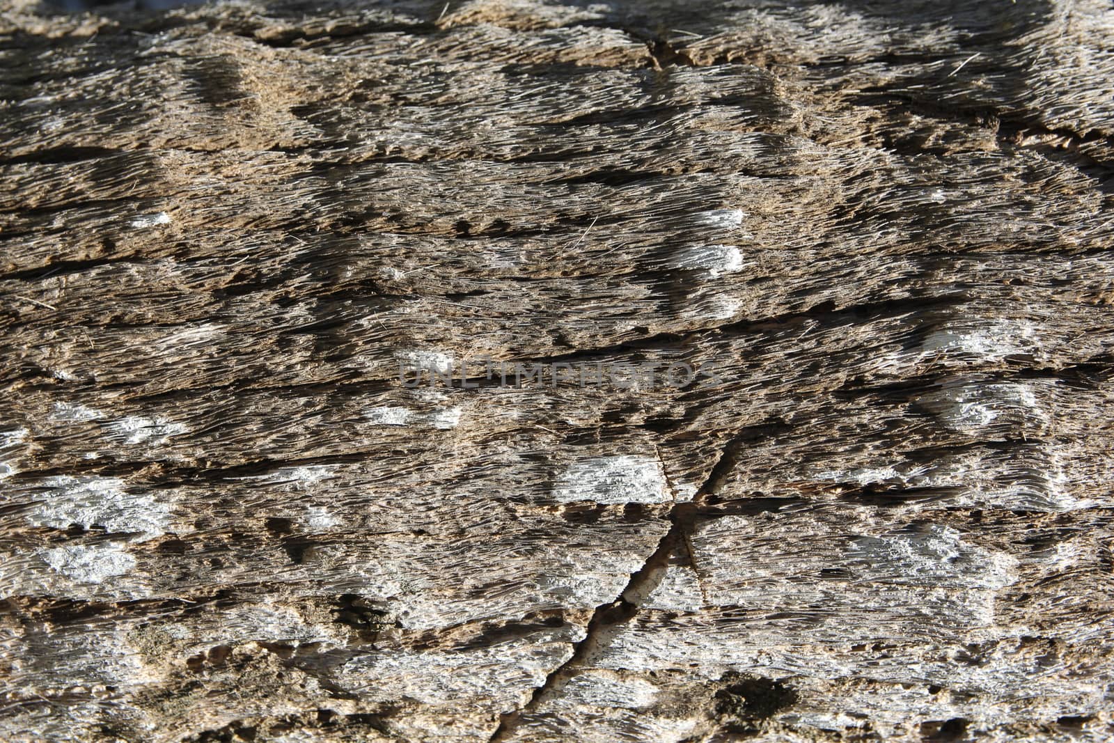 Bark palm tree, wood Texture