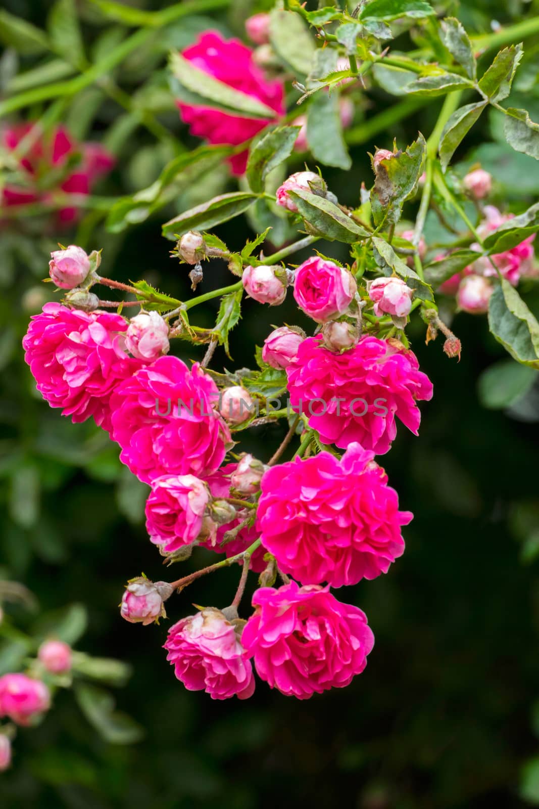 A beautiful lush pink rose on a branch with thorns and green leaves