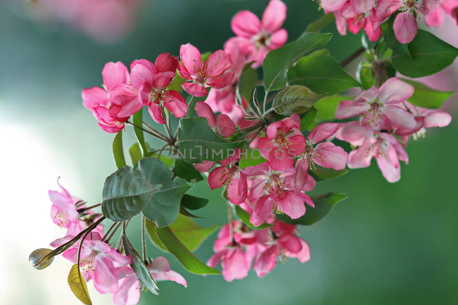 flowering branch of a fruit tree, pink cherry flowers on a white-green blurred background