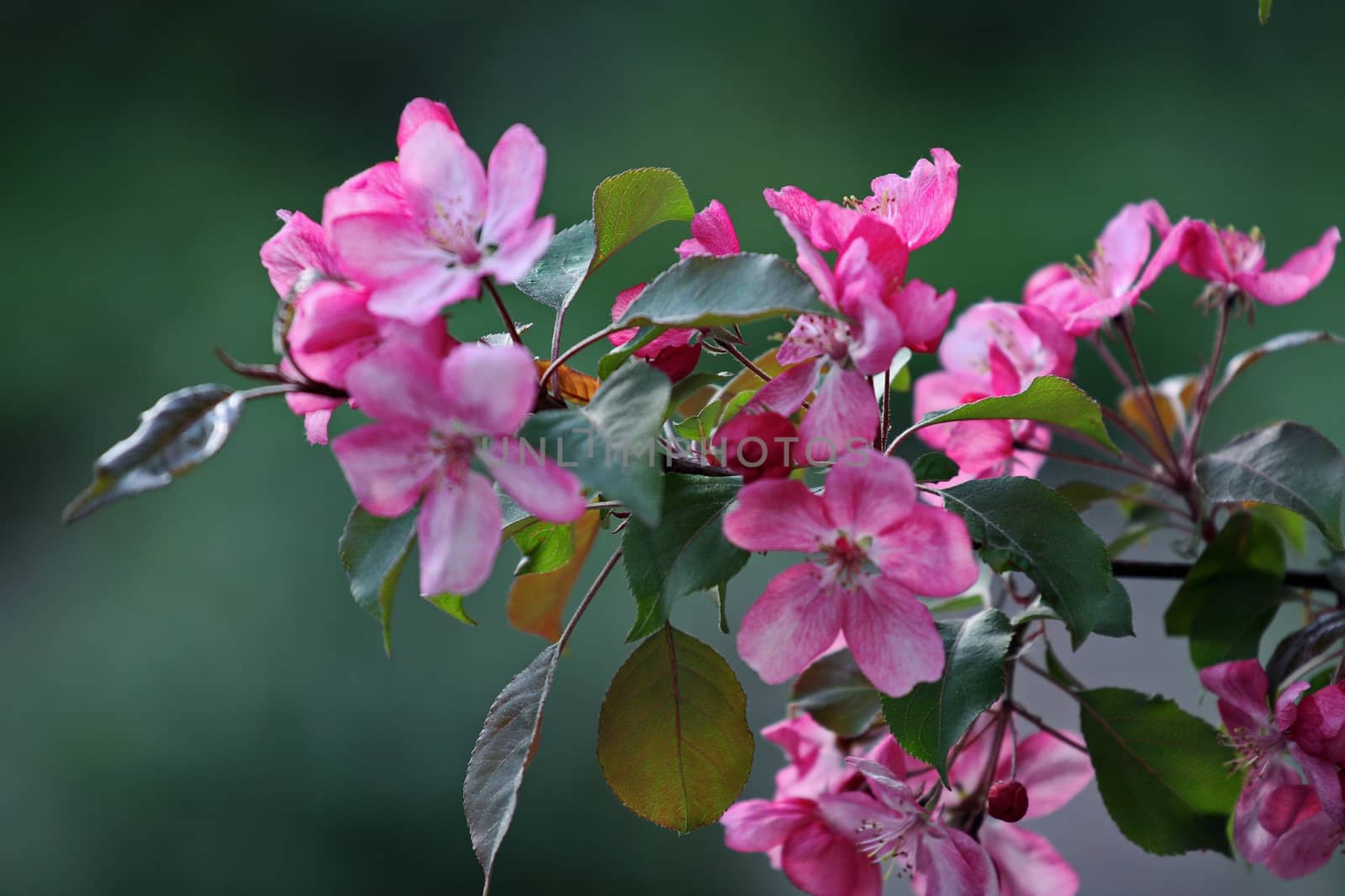 elegant branch with green leaves and tender pale pink flowers