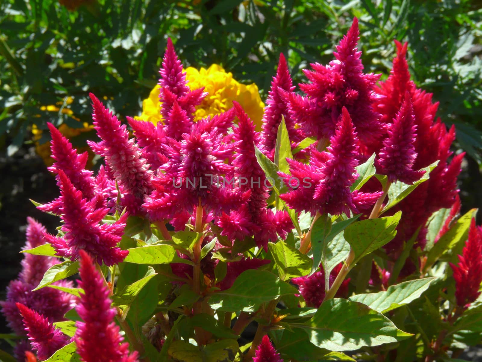 Wonderful pink flowers with sharp tops densely growing on tall juicy stems with tender green leaves.