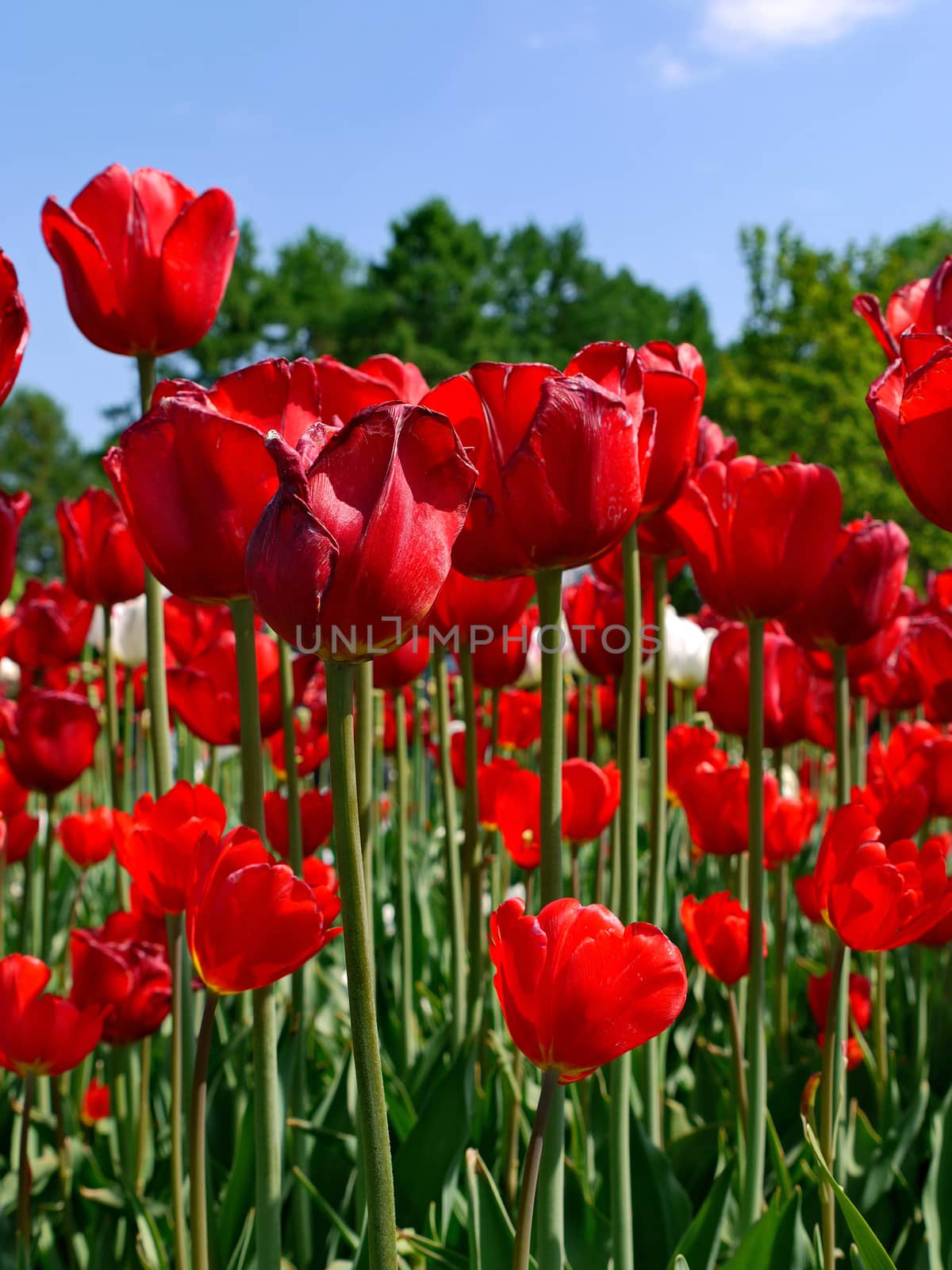 on slender green stems beautiful red tulips is an excellent gift for your beloved by Adamchuk