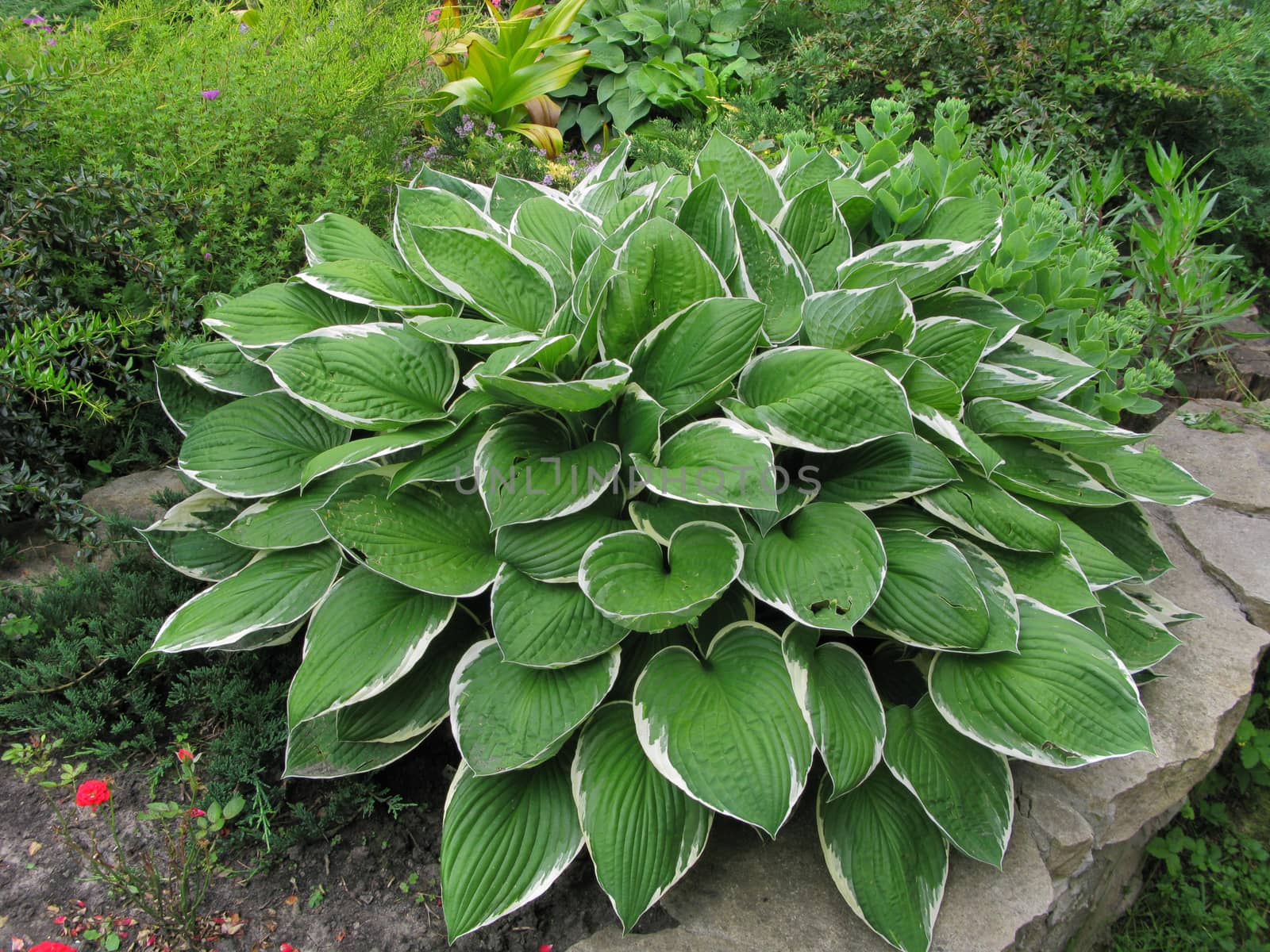 bright green bush of fairy leaves among other flowers