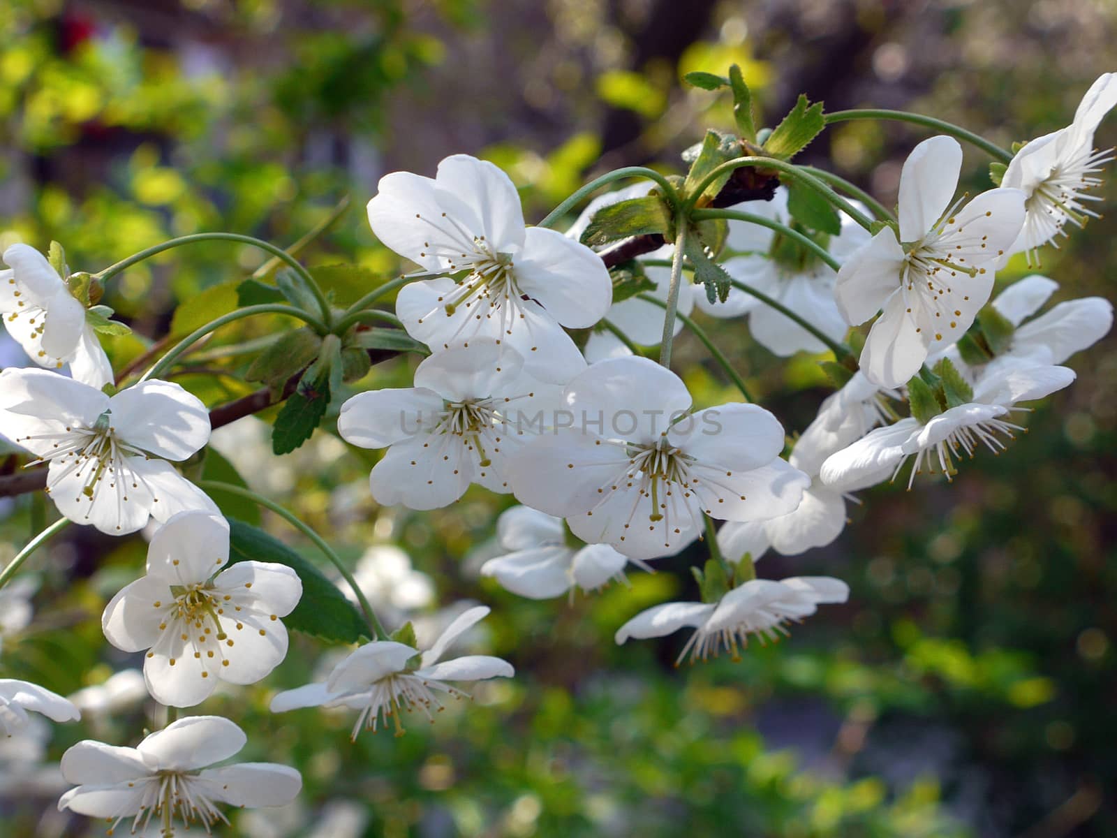 Elegant flowering cherry branch with beautiful flowers with small white petals.