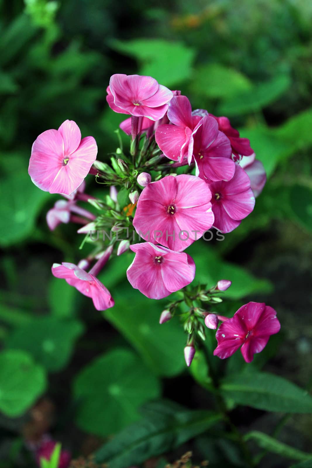 Pink flower petals close-up. Growing up against a background of greenery.