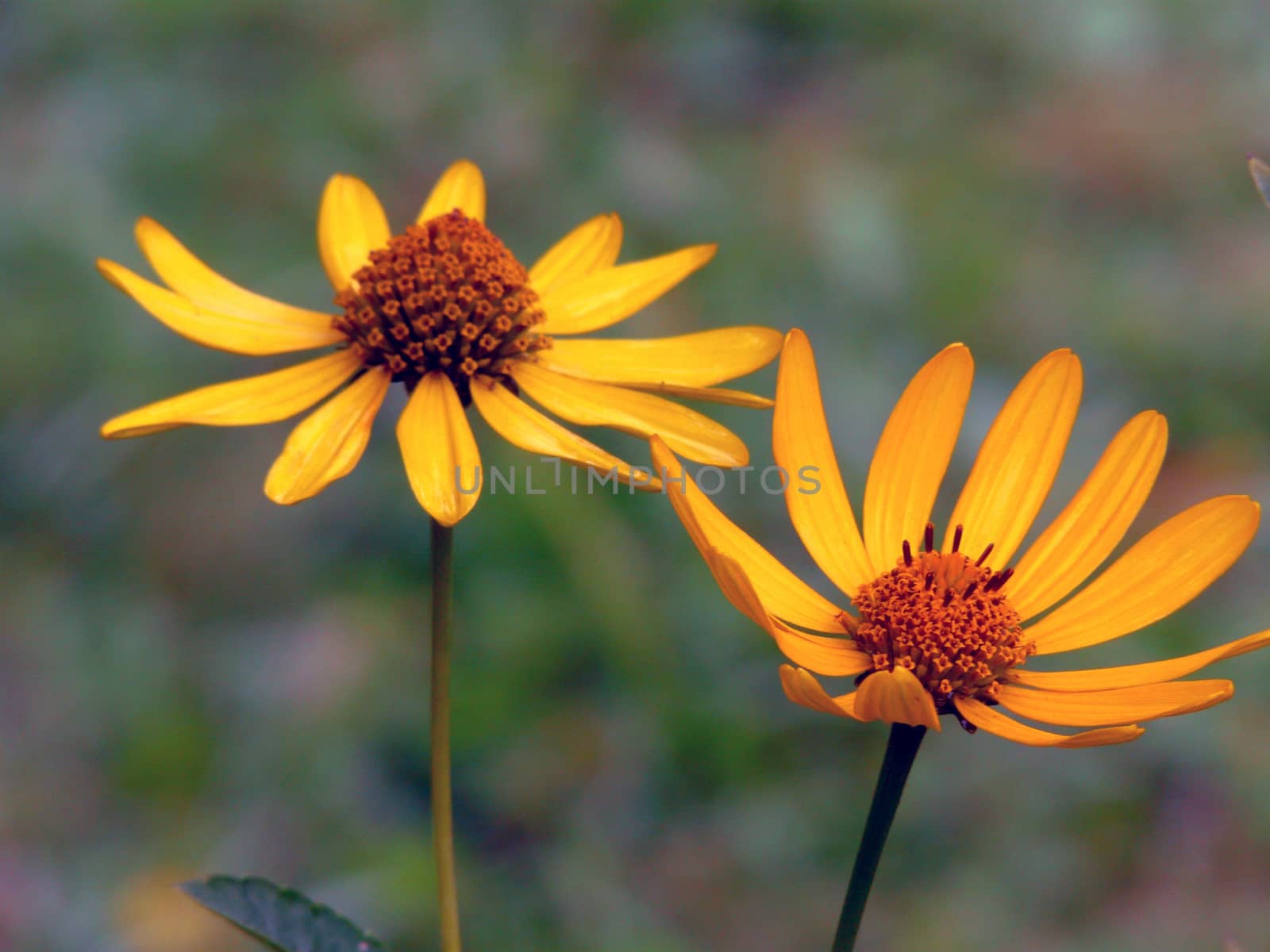 two opened flower of echinacea on long stalks