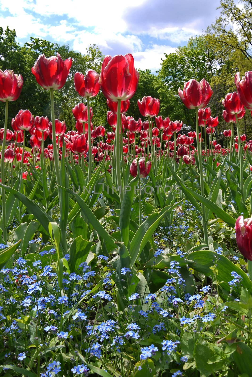 A field of tall red tulips and small blue flowers under them