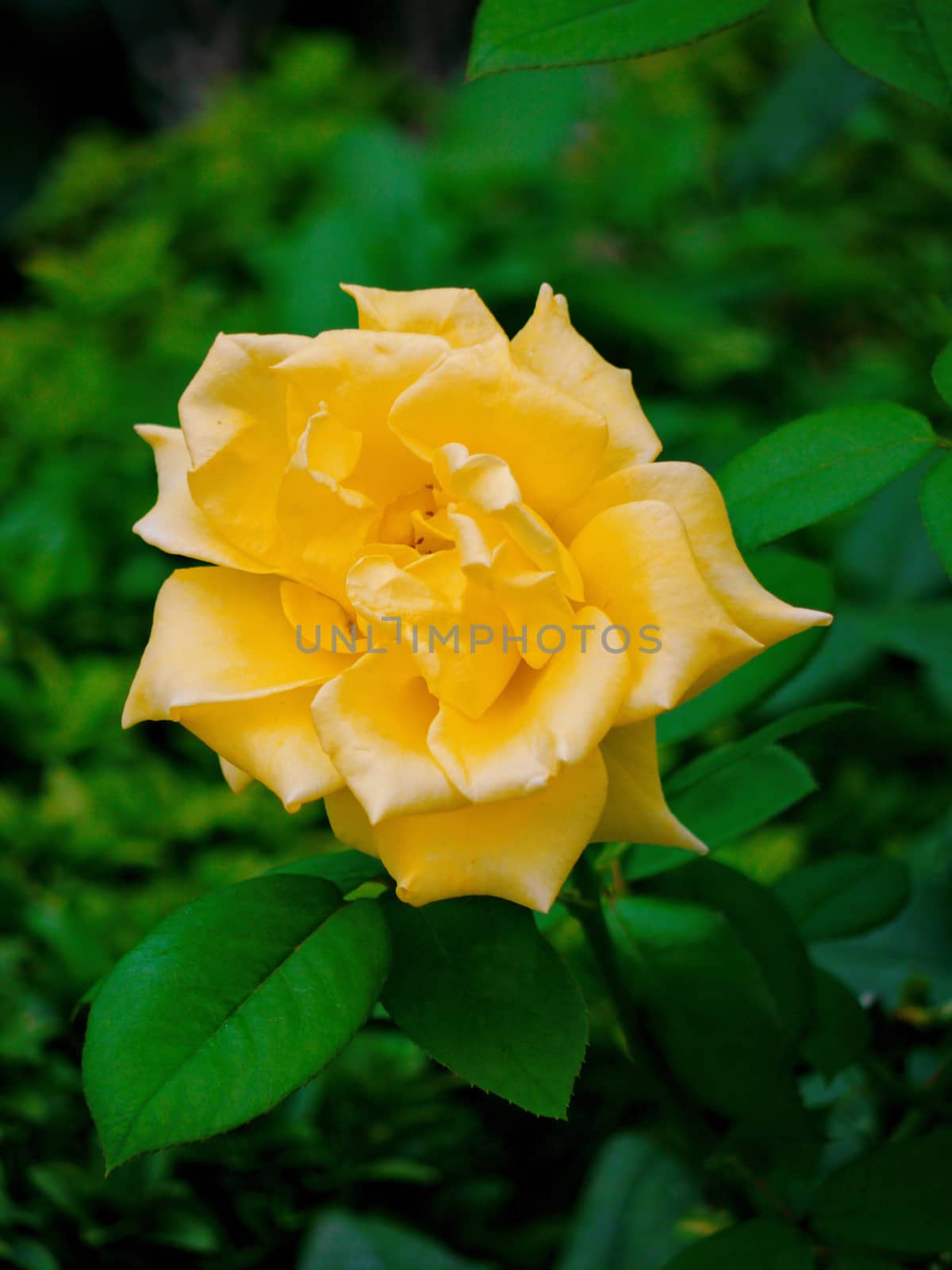 Beautiful, exquisite yellow rose with green leaves on a grass background...