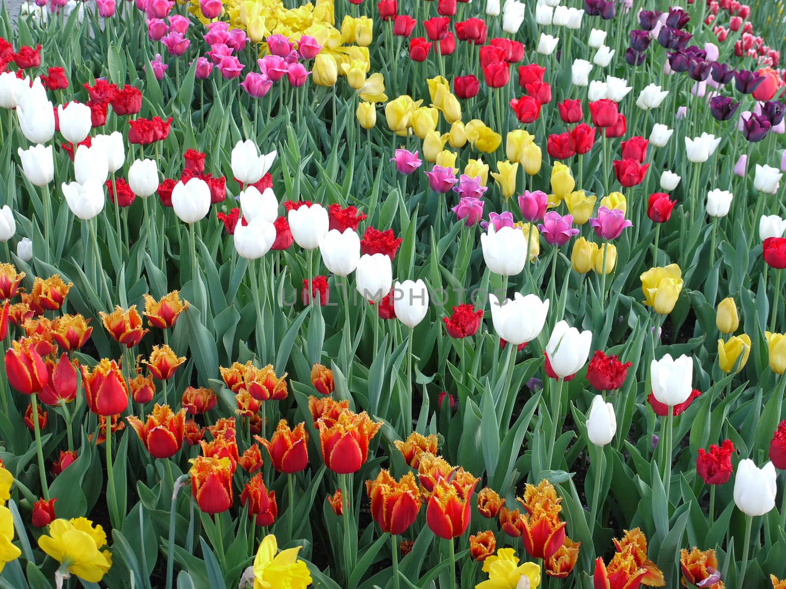 elegant and unsurpassed tulips on the flower bed for every taste and color