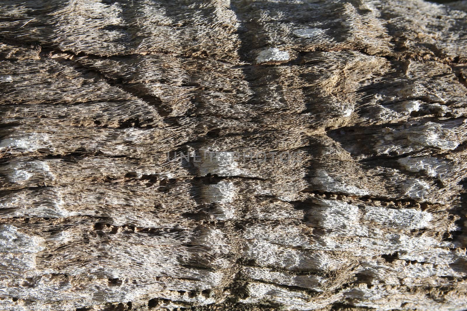 Bark palm tree, wood Texture