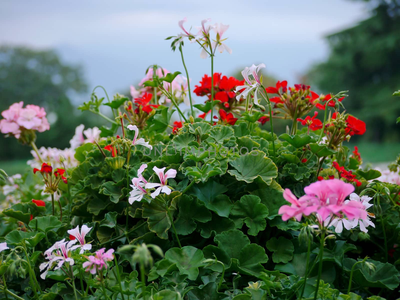 Beautiful white, pink and red flowers on a lush bush with green leaves