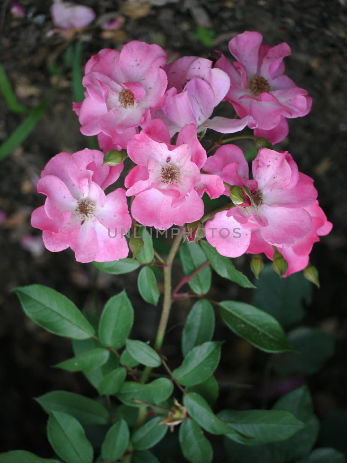 Seven flowers of pink color with white centers on one stem