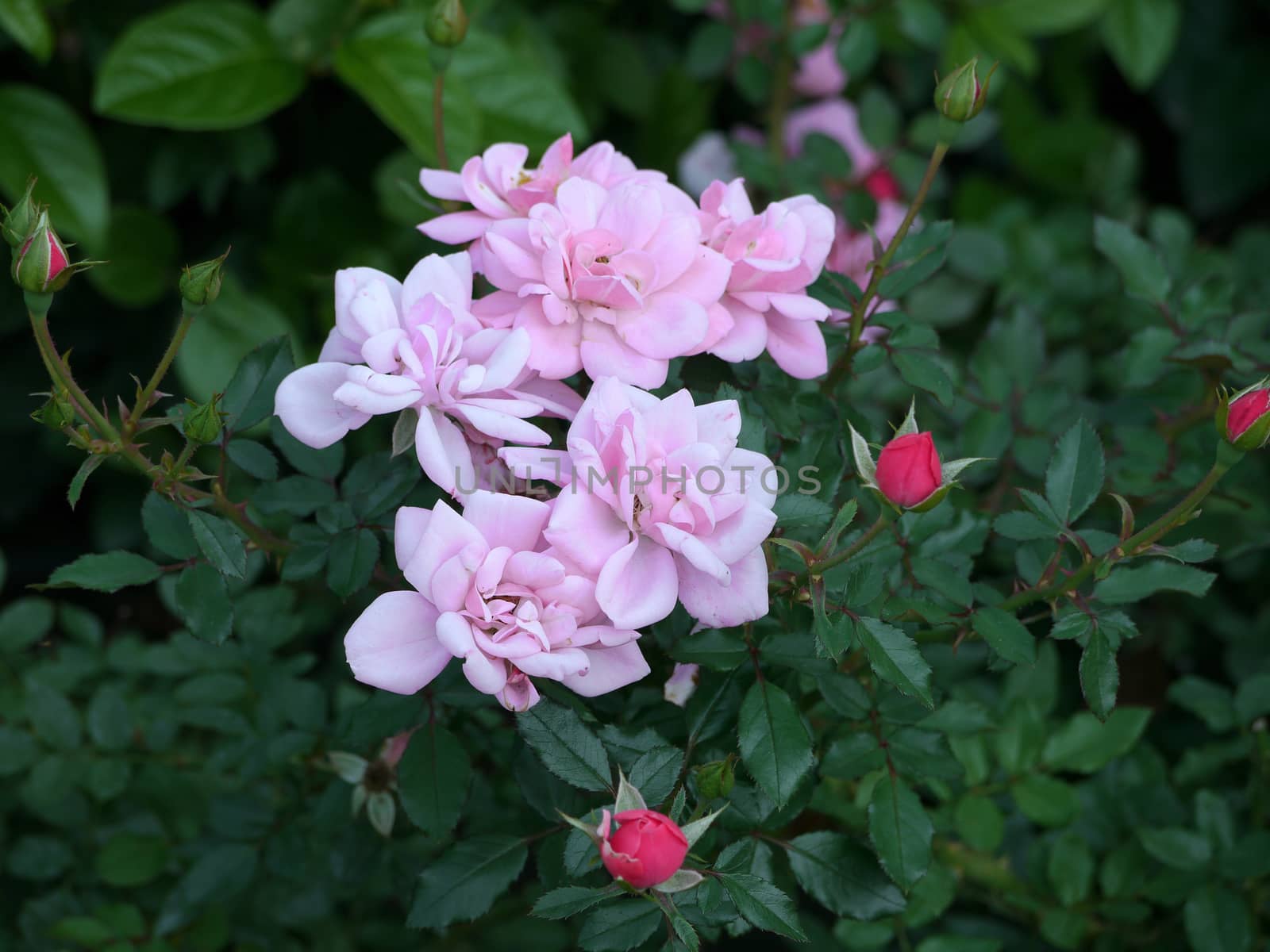 A chic green bush of roses with thick leaves. Delicate pink petals and unbroken red buds. by Adamchuk