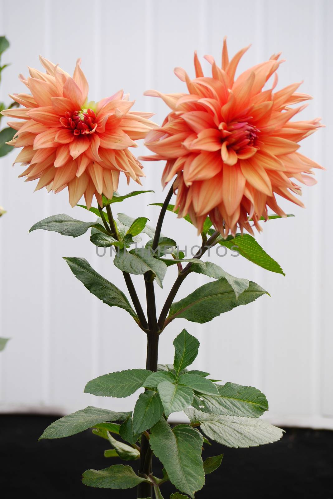 Lush and proud orange dahlias on a high stem create an atmosphere of beauty and tranquility