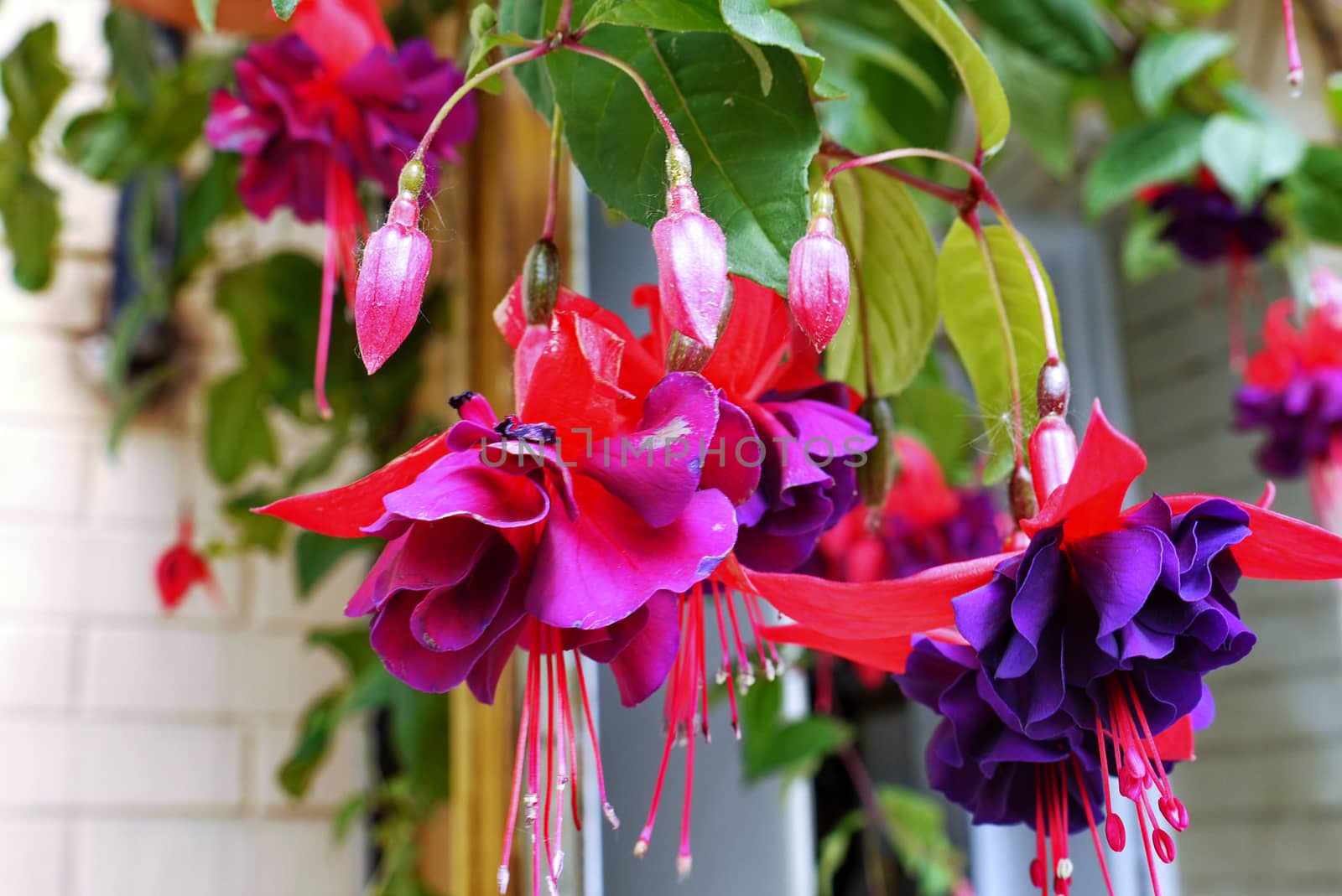 Very beautiful and extremely bright saturated colors of petals. Hanging from top to bottom with long stamens.