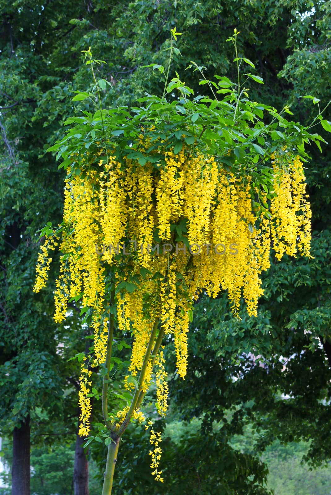 A tall bush with a stalk in the shape of a slingshot, blooms with yellow flower bells