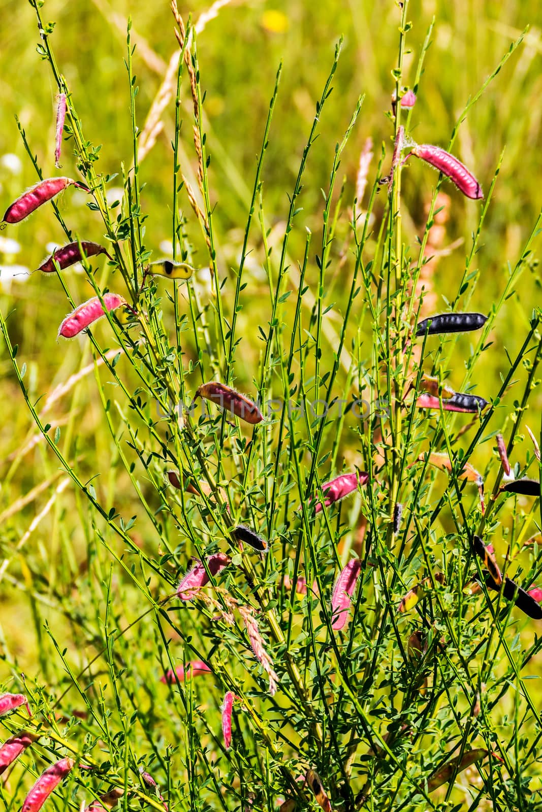 bright red pods with seeds of field grass in the middle of a meadow