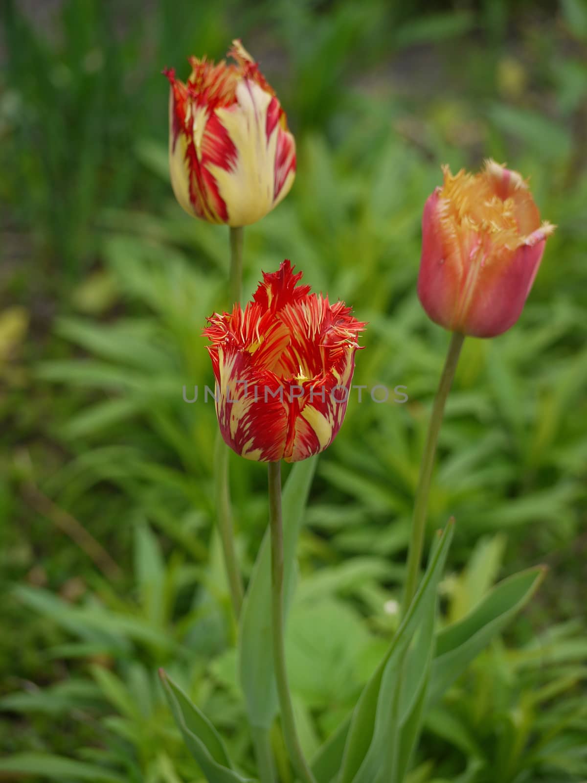 Three tulips of unusual color. Pink in divorce, yellow with red divorces and vice versa