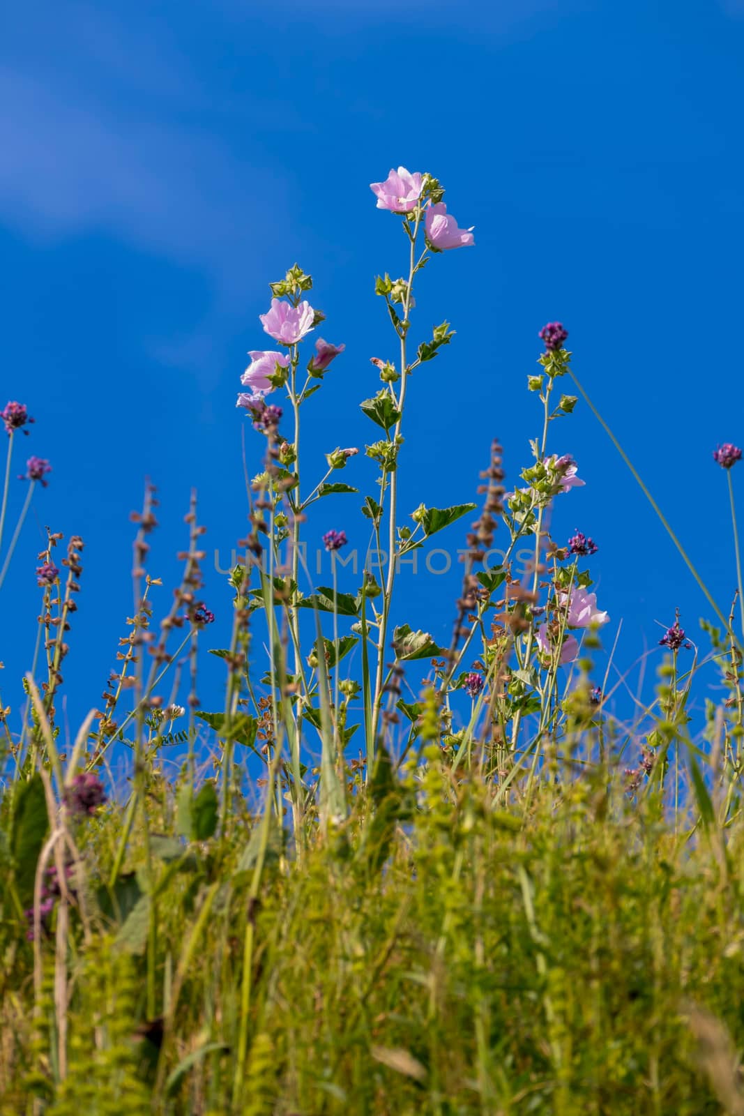Wildflowers with pink petals on a high stalk against a bright blue sky