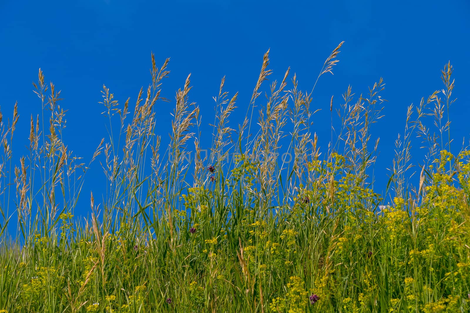 high field grass on a background of a bright blue cloudless sky