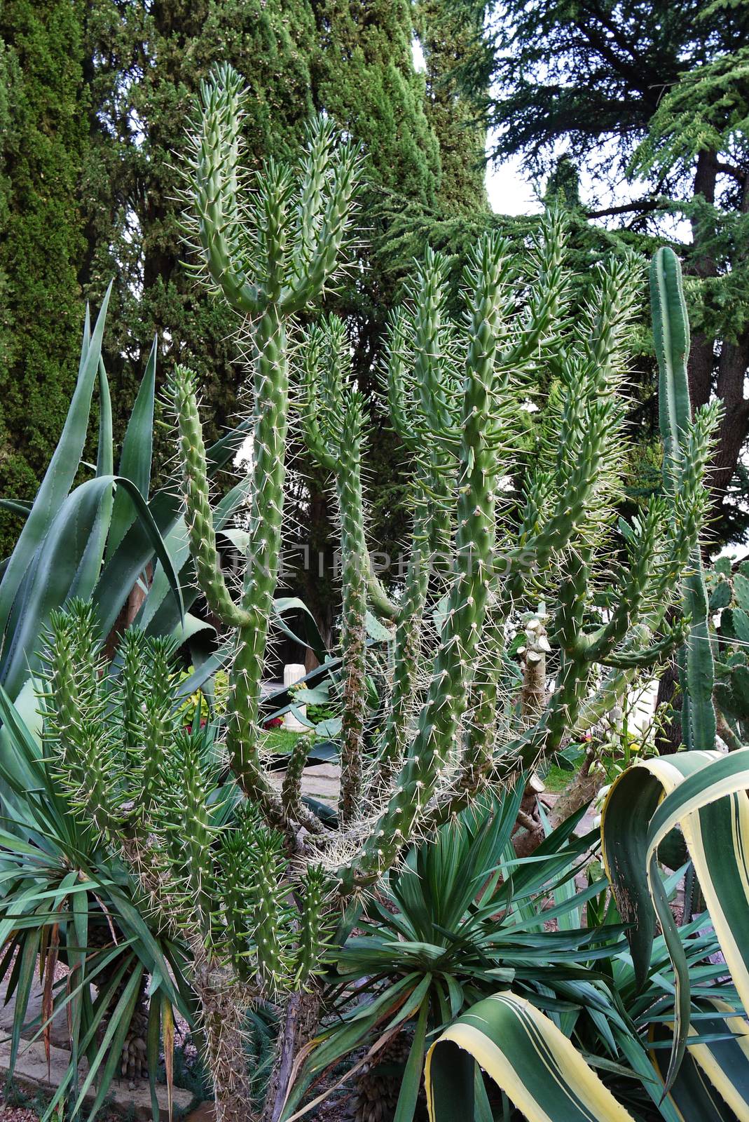 Colorful cacti with a sinuous and high stalk wedged with needles