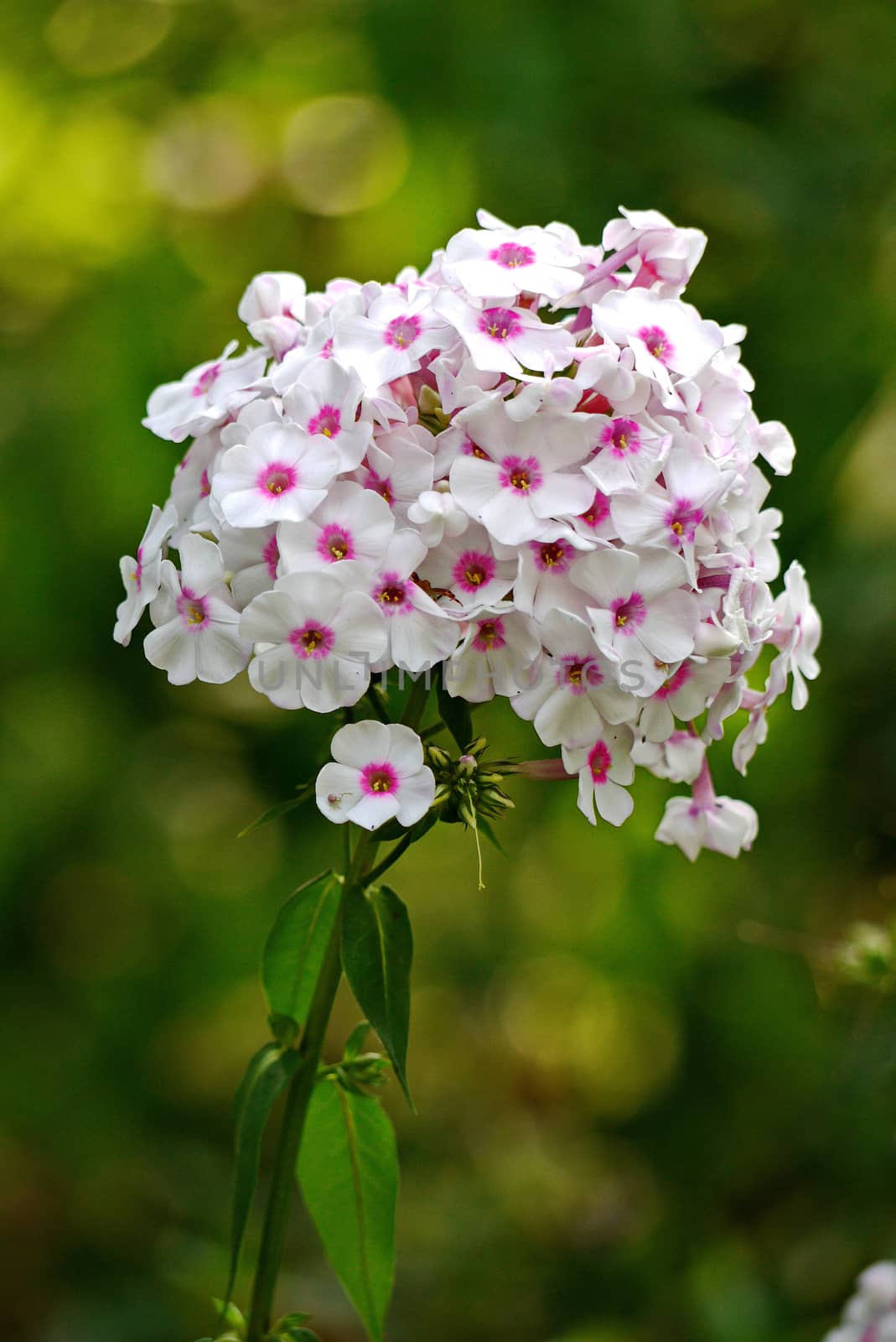 Small white petals of a flower with a pink center on a long green stem with leaves by Adamchuk