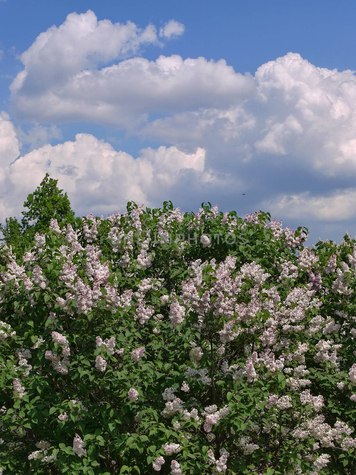 A bush of blossoming lush white lilac with green lily against a blue sky with white clouds