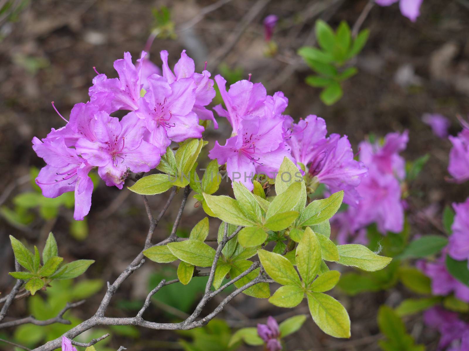 Flowering lilac flowers on a curved branch with green leaves