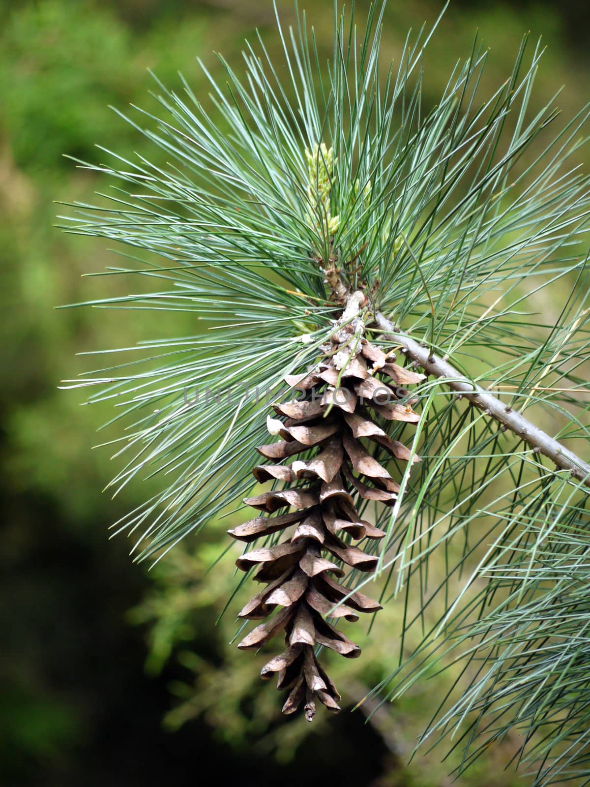 A cheerful pine cone on a branch and mischievously sticking needles around her
