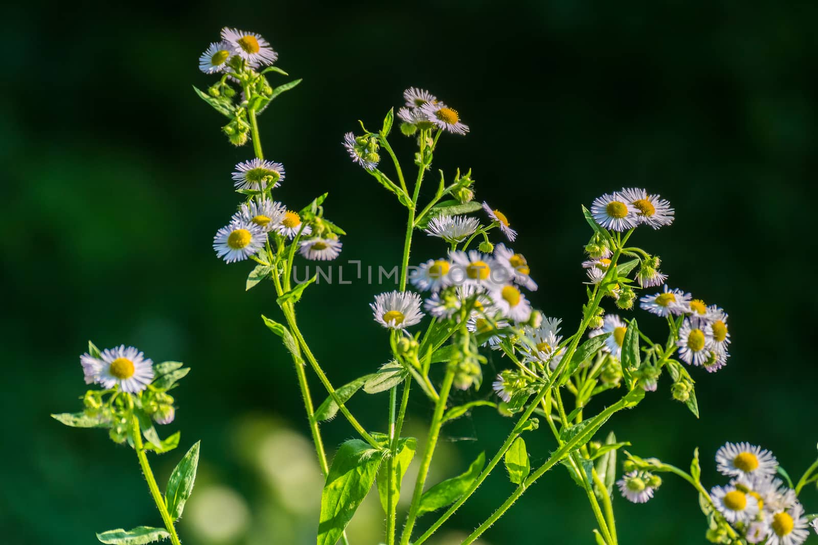 cute white yellow daisies with green stems simplicity and beauty