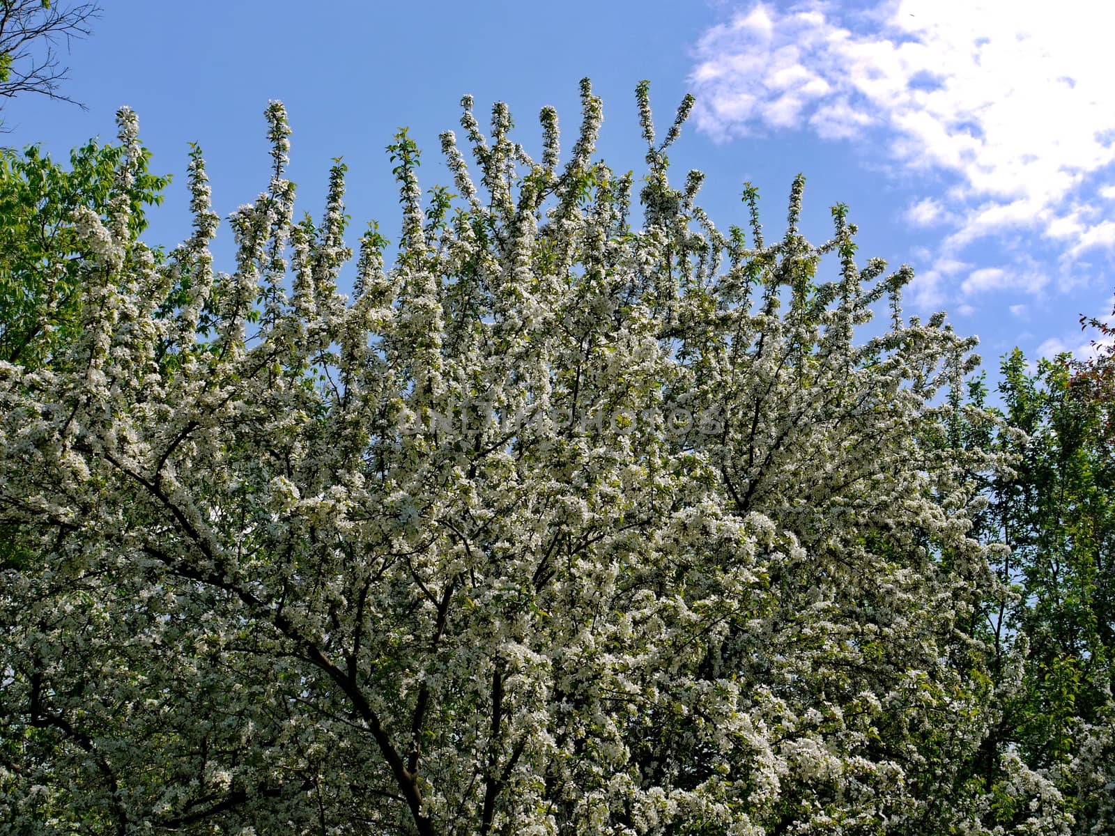 branched tree densely flaccid with white flowers on the background of blue sky