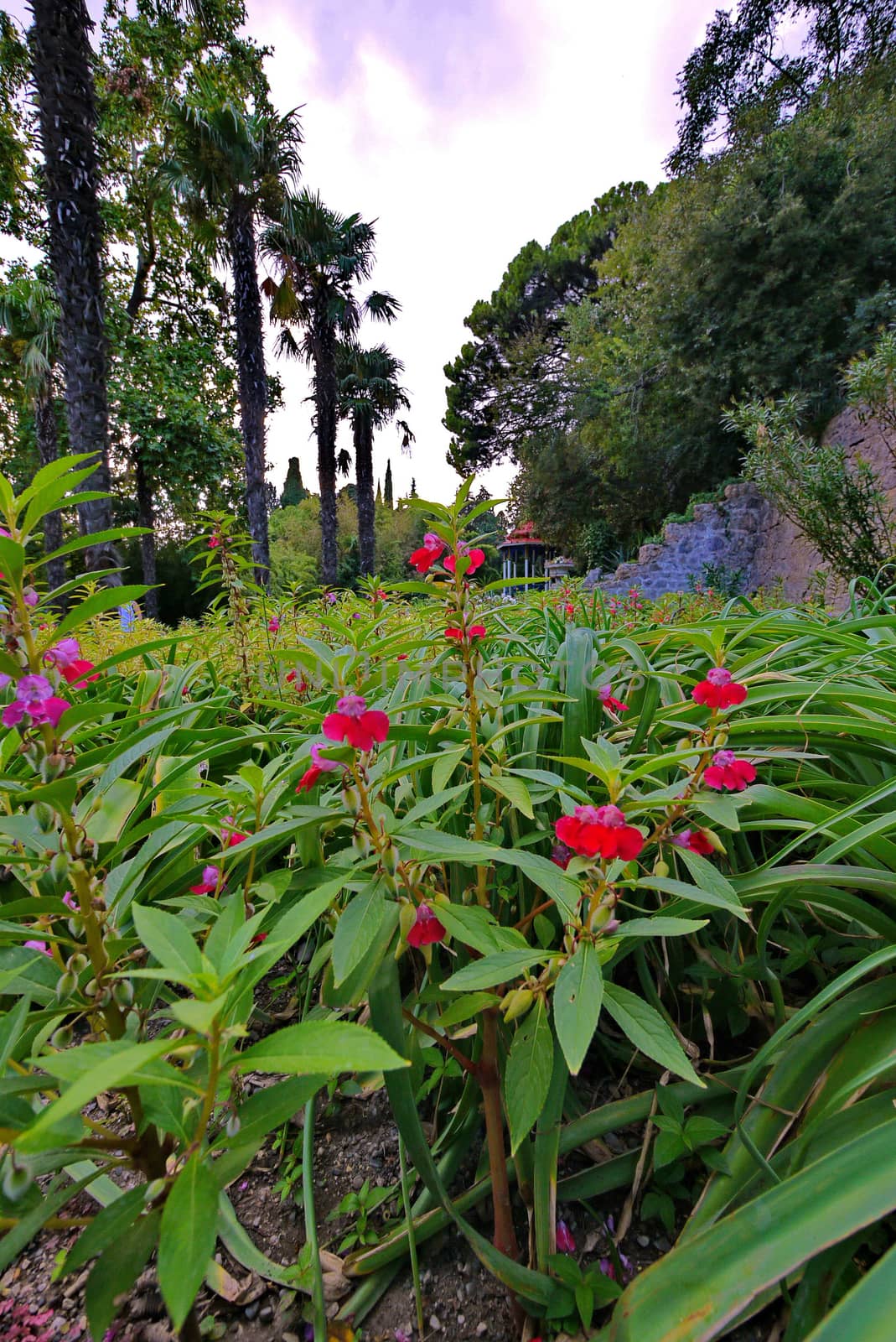 Lovely red flowers among the green leaves on the flower bed. Growing in the shade of trees and exotic palm trees.