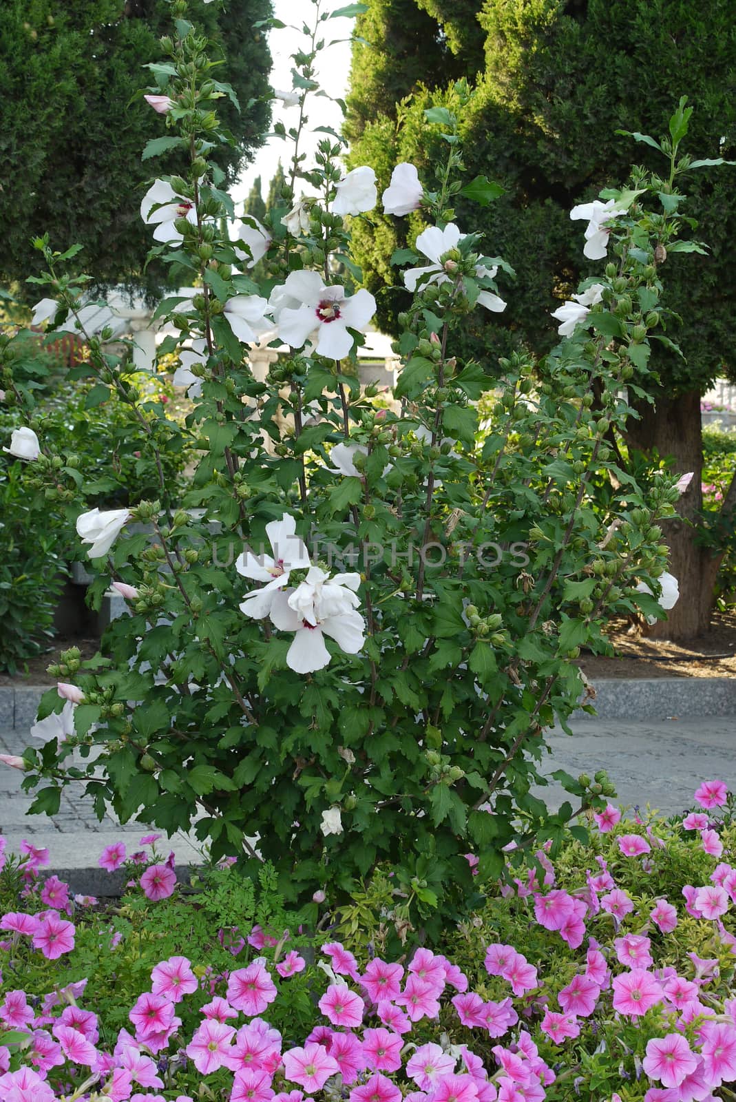 A bush with white large flowers is surrounded by small pink flowers from below