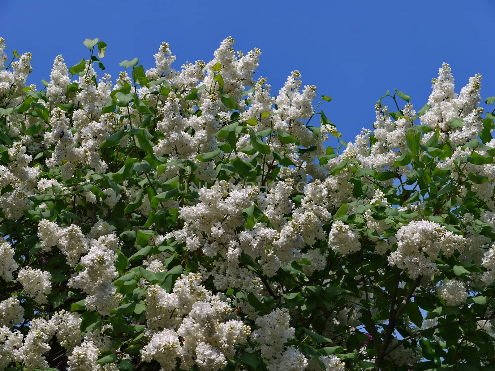 elegant and very invitingly smelling white lilac against the blue sky