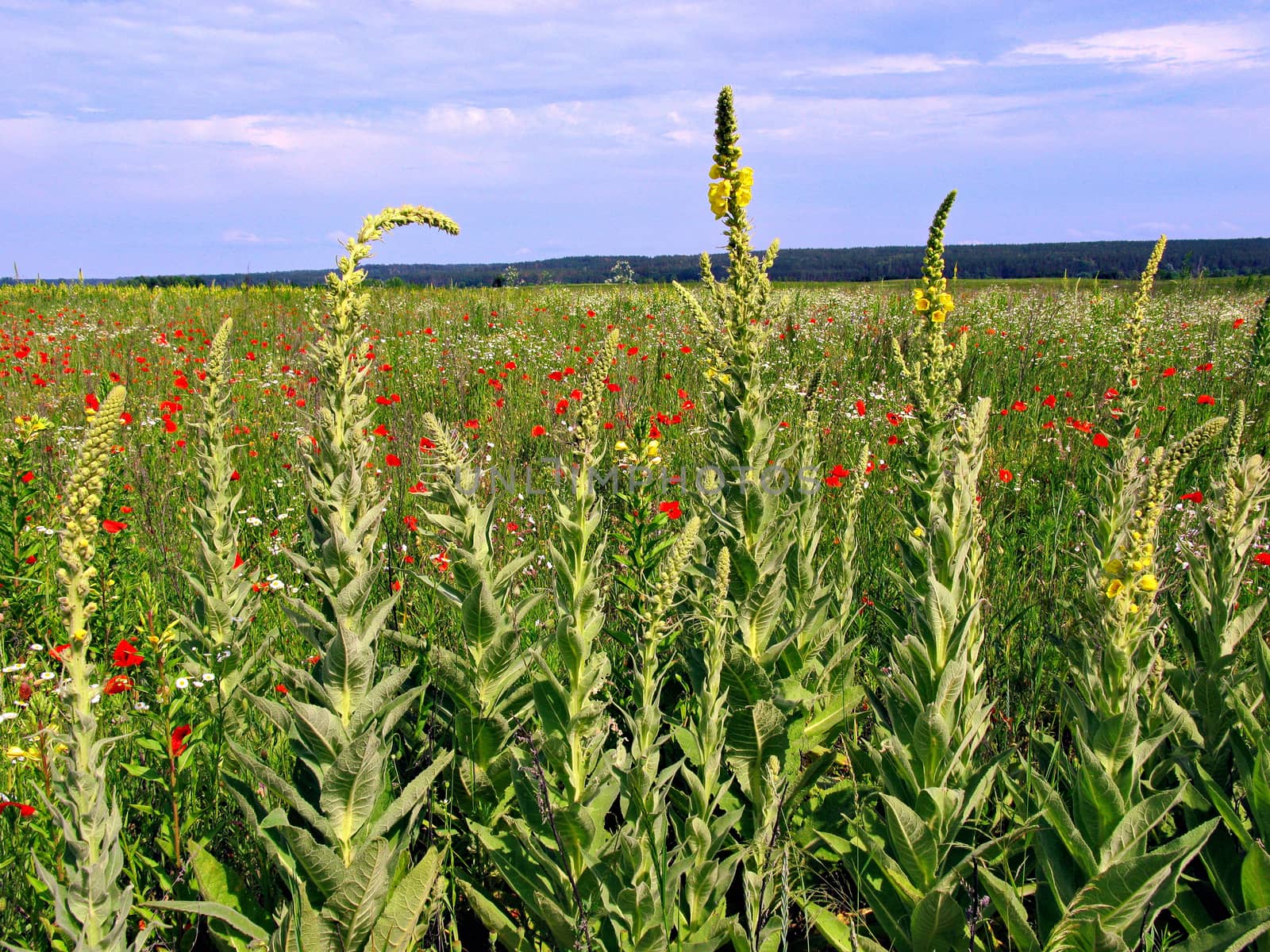 Field with bright red poppies and not yet blossoming yellow mallows along the perimeter