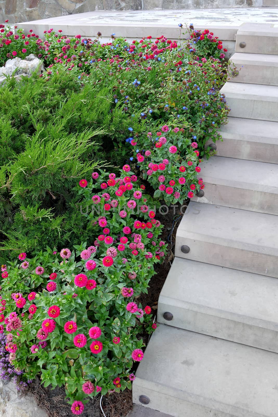 decorative flower bed with evergreen plants and small claret flowers in pots near concrete steps