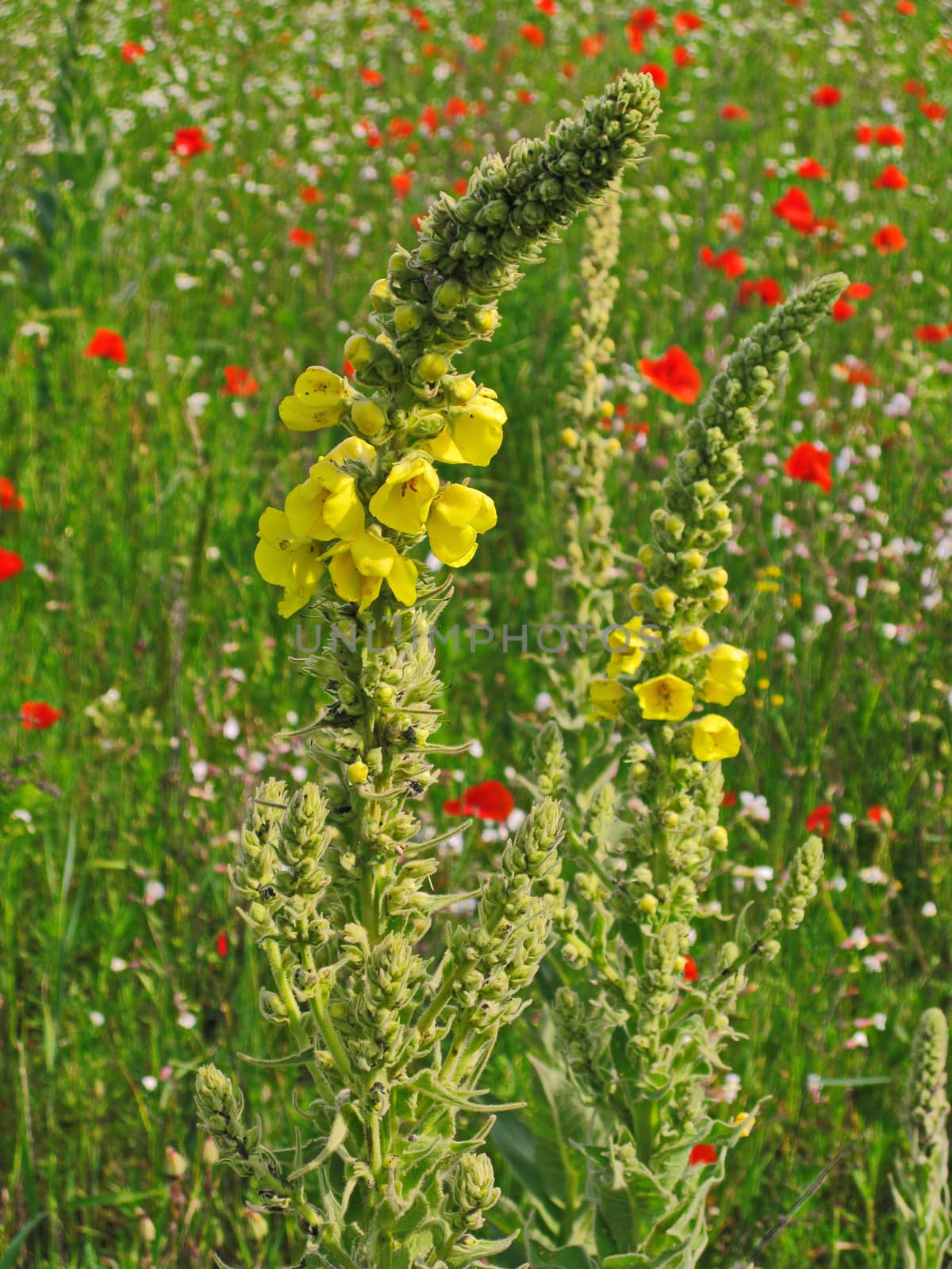 Yellow petals of field flowers growing in the middle of a green thick stalk among the tall grass.