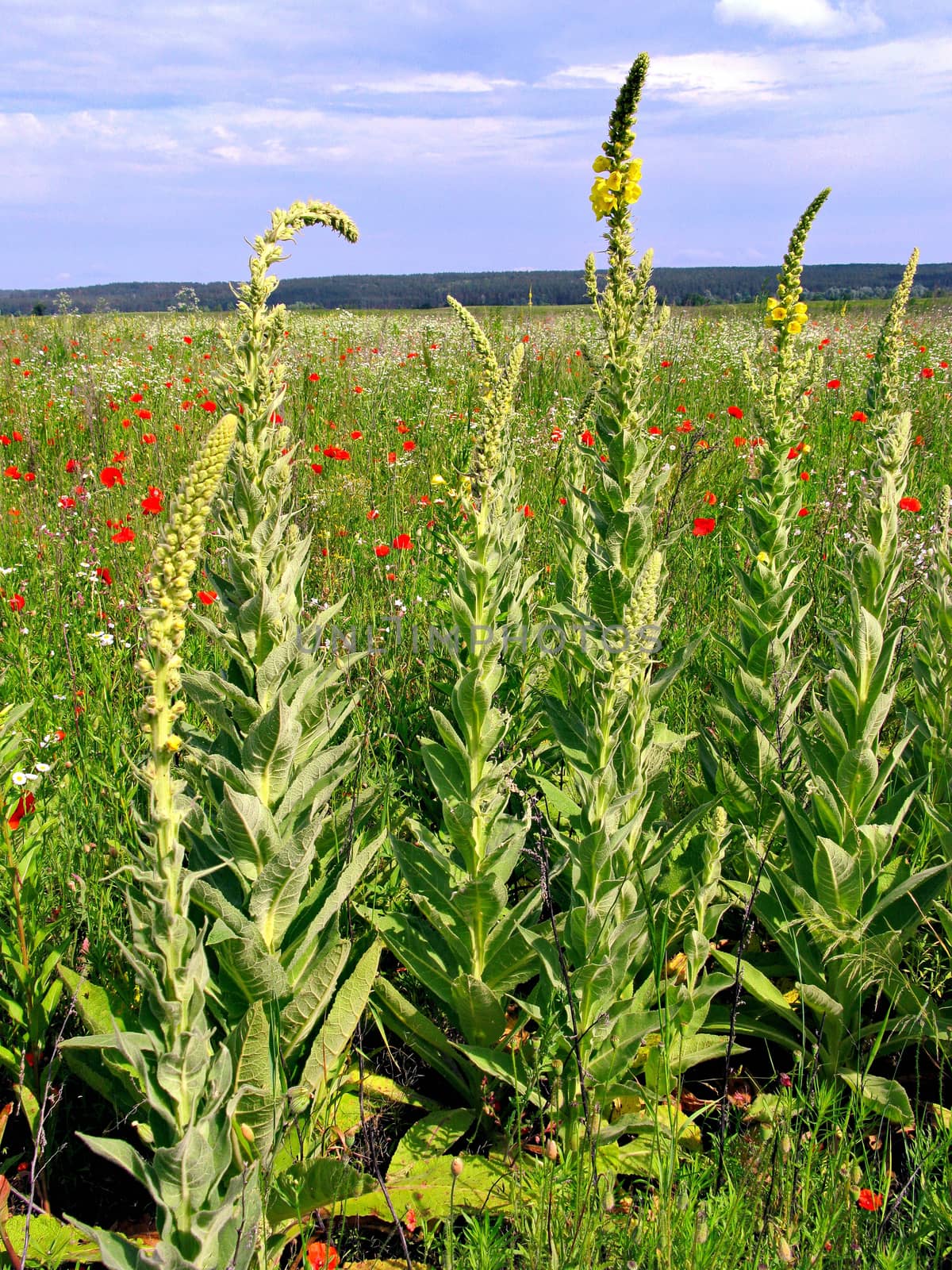 A large, beautiful field is covered with flowers. Here there are red poppies, and yellow mallow and other herbs and grass