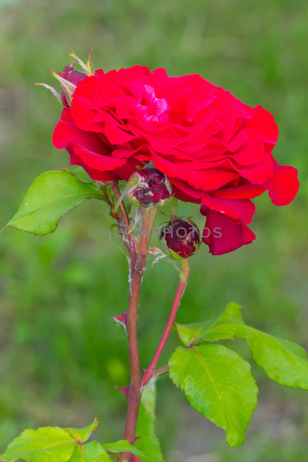 the opened flower of a velvet red rose against a background of green grass