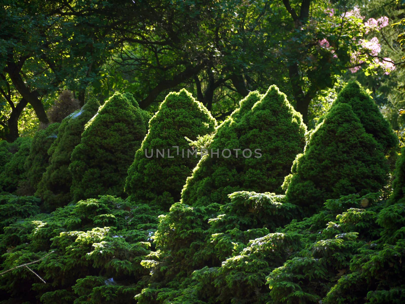chic decorative green bushes in the form of mountains