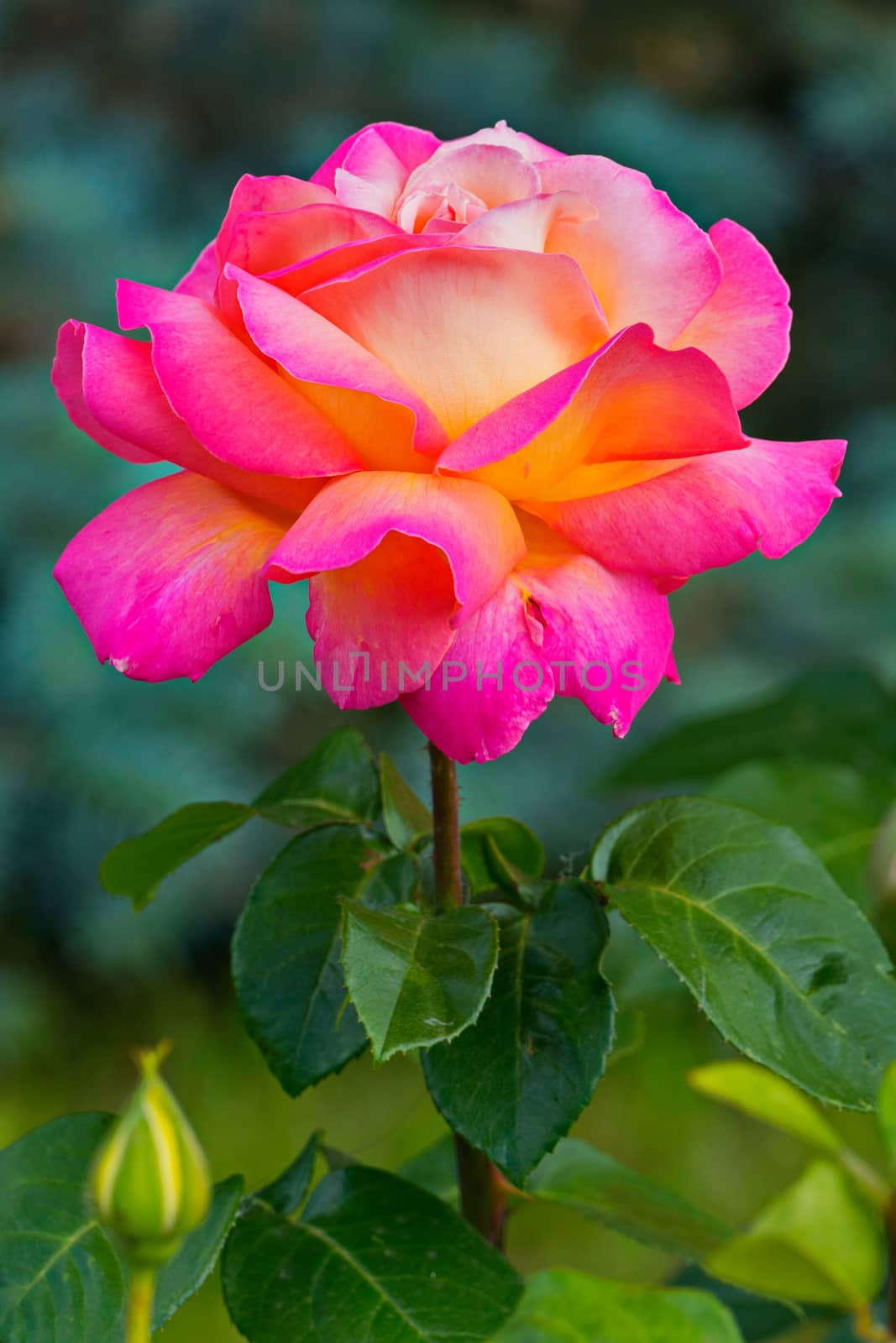 A magnificent rose on a thorny stem with thorns with a beautiful yellow pink tinge of petals.