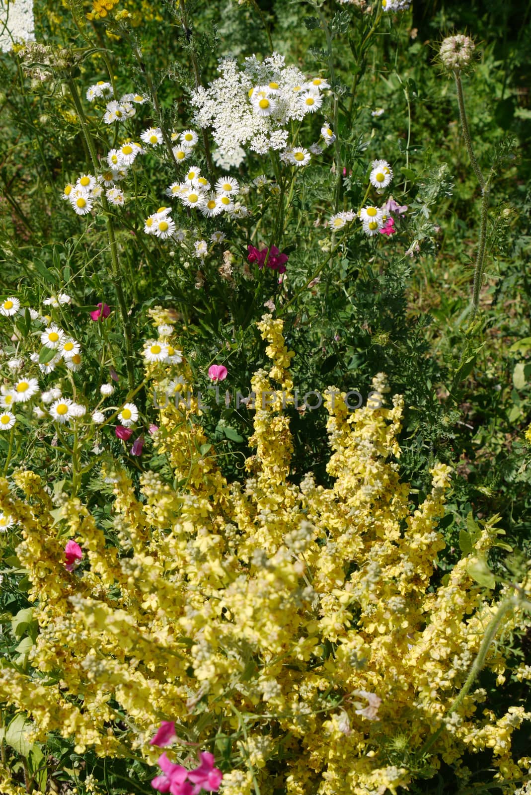 Lush thickets of flowers in the garden with daisies standing out against the background of other flowers with beautiful white petals and a yellow center.