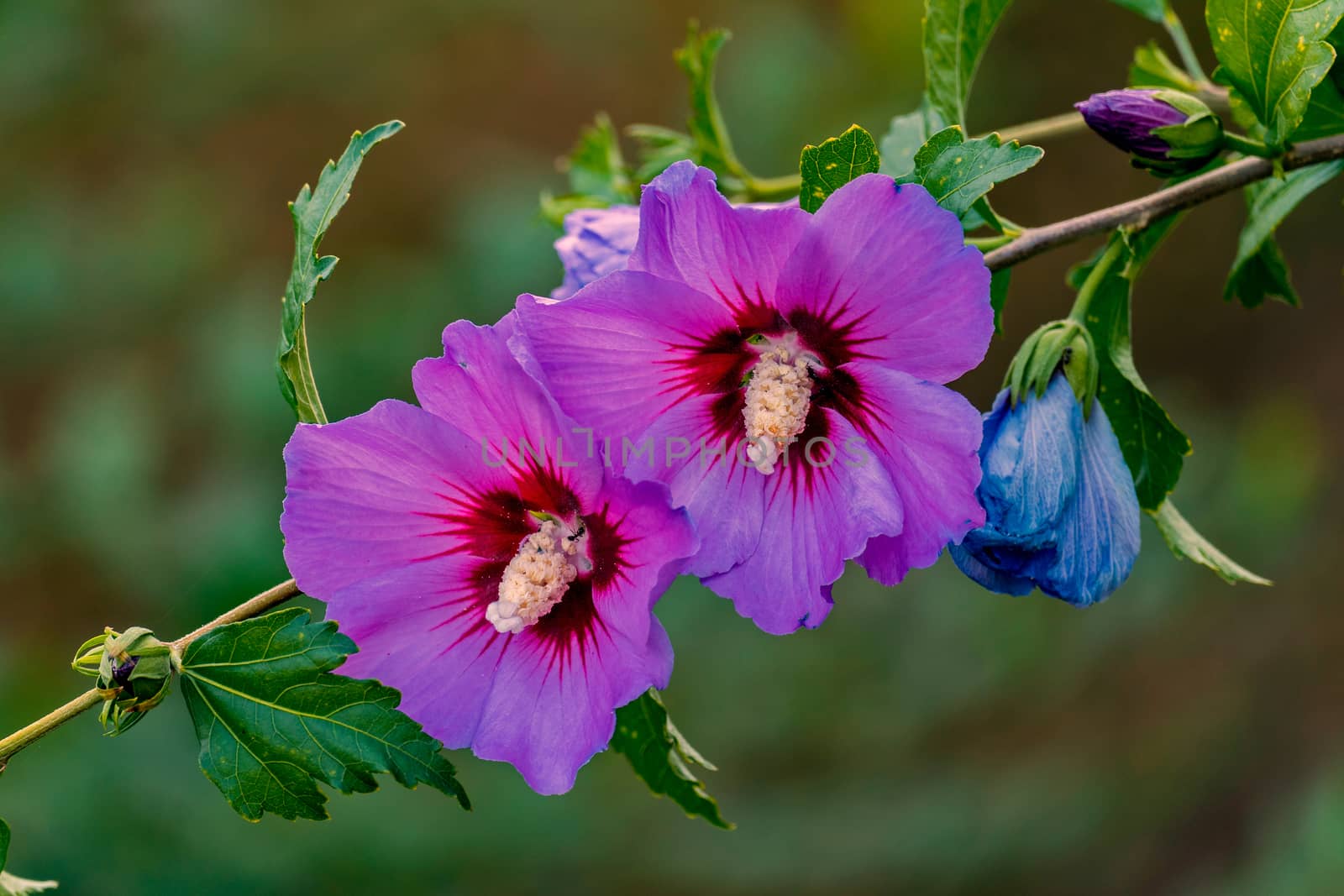 A branch with several opened flowers with violet petals and a white oblong middle