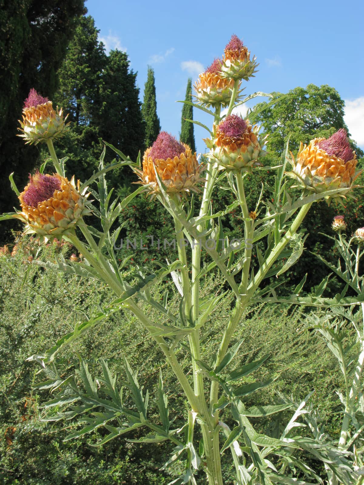 A bush bush with not yet blossoming big flowers on a high green stalk