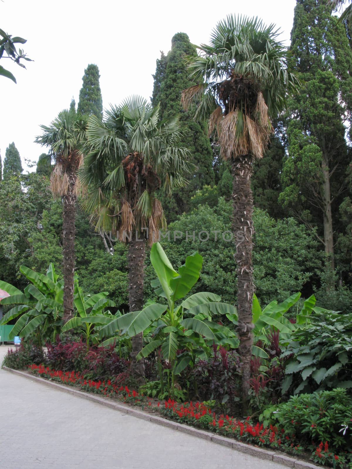 A flower bed in front of the alley with palm trees, ficus and red flowers against the background of tall trees
