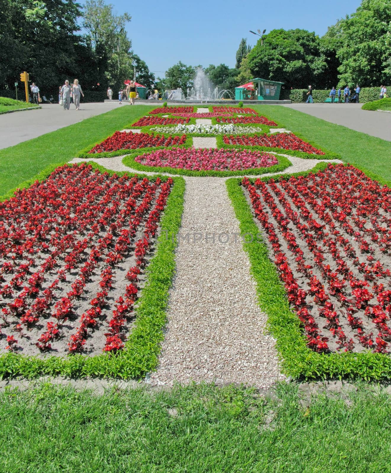 arabesque flower bed of red begonias and green grass on the square near the fountain