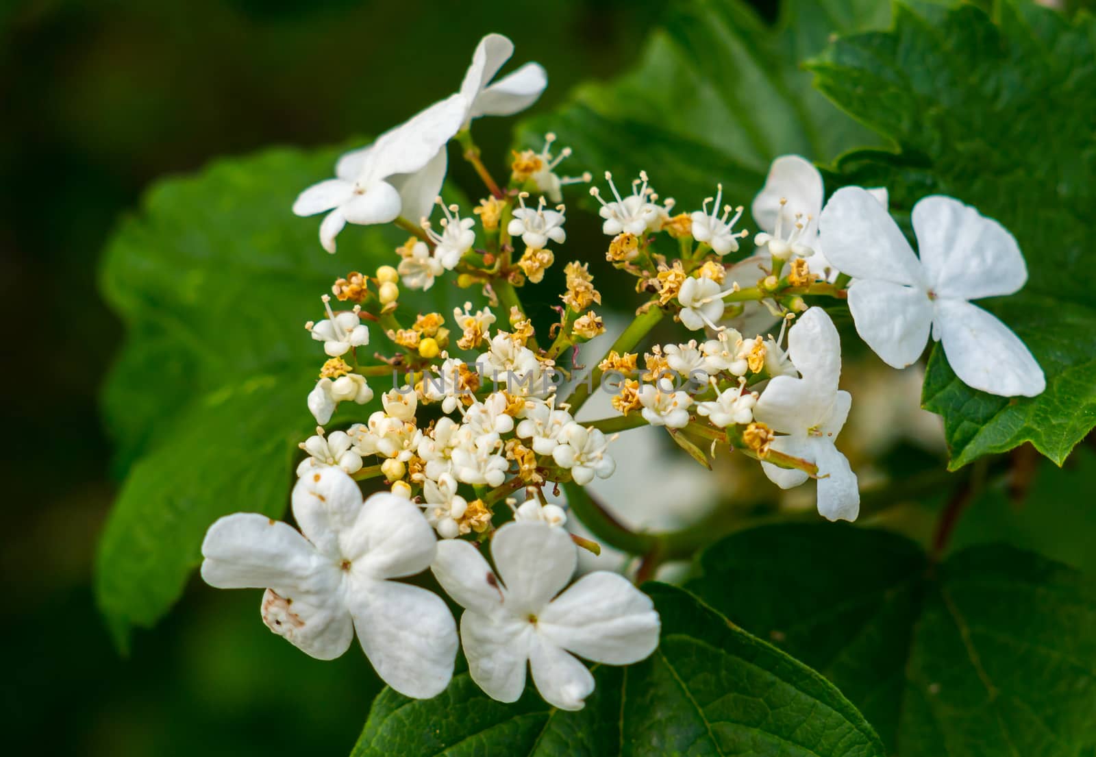 A branch of a bush with a white inflorescence whose part is already starting to dry up