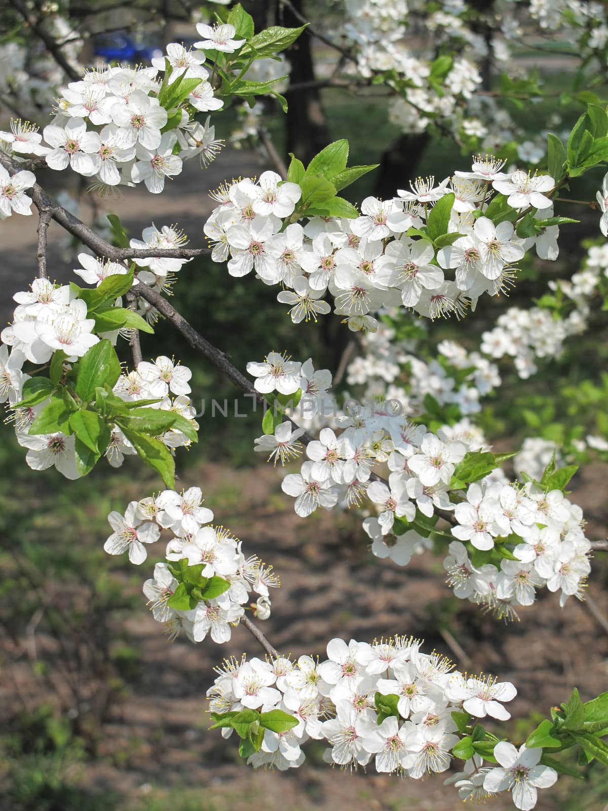 Flowering spring cherry with beautiful white flowers and green leaves by Adamchuk