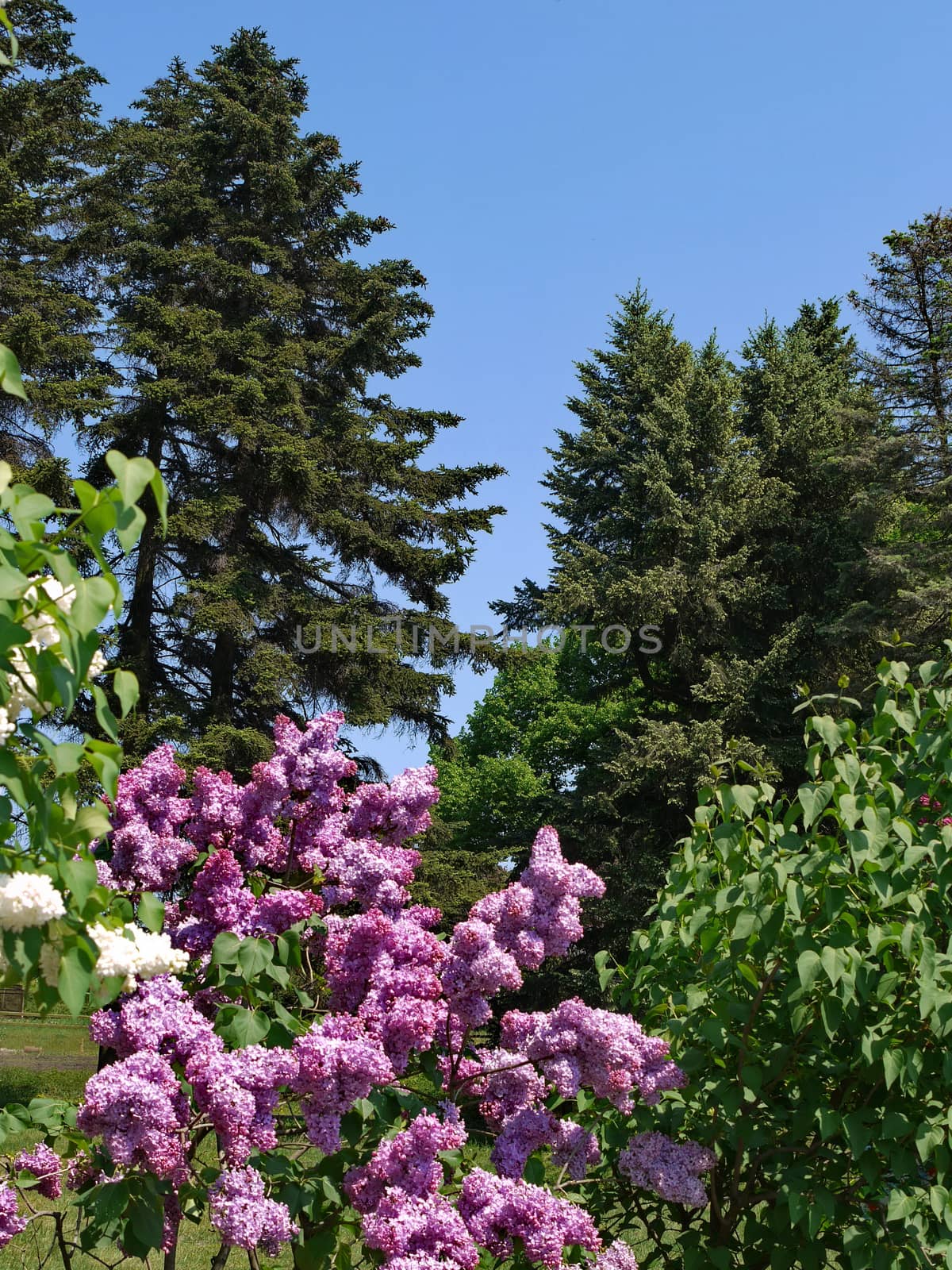 Bushes of a blossoming multicolored lilac against the background of tall coniferous trees