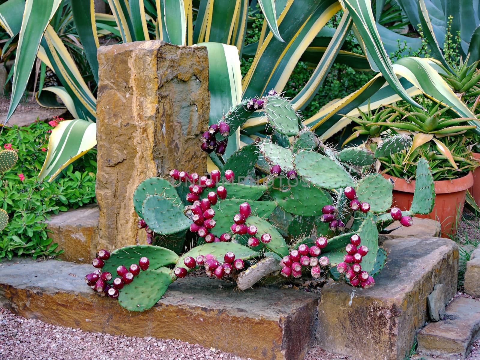 cactus with red prickly fruits on a stone pedestal against the background of huge leaves of exotic shine